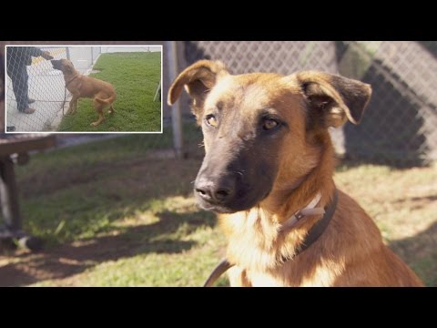 Dog Thrilled To See Owners At Shelter But They're There To Adopt Different Dog