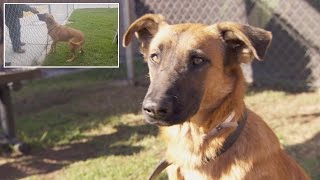 Dog Thrilled To See Owners At Shelter But They&#39;re There To Adopt Different Dog
