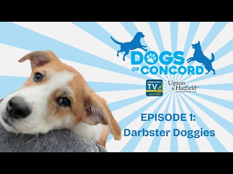 Dogs of Concord  |  Lanny from Darbster Rescue