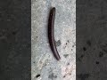 HUGE Centipede in the North Georgia Mountains 🇺🇸