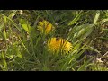 Verbetering biodiversiteit wordt langzaam zichtbaar