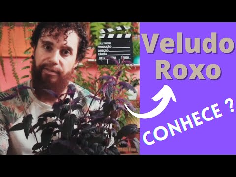 , title : 'VELUDO ROXO - Dicas de cultivo desta planta esplendorosa.  A GYNURA AURANTIACA ajuda na saúde!'