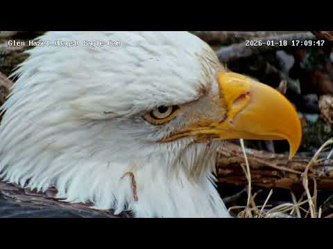 Glen Hazel (Hays) Bald Eagle Nest - Mom Extreme Close-up 1-18-2026 17:10
