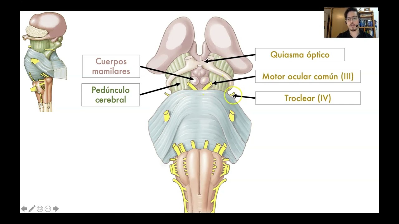 Tema 5. Introducción al tronco encefálico y su configuración externa