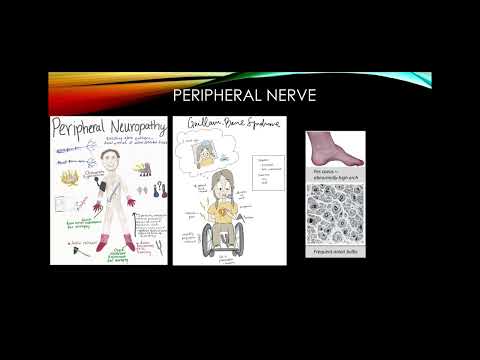 Step 1 Neuroscience Board Review