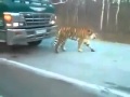 Тигр на трассе Владивосток Хабаровск 