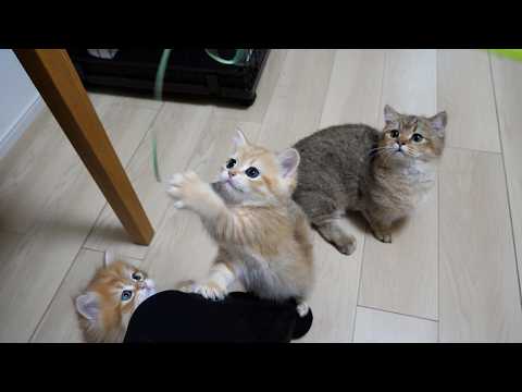 Cute big brother cat who gets so caught up in his toys that he ends up bothering the kittens...