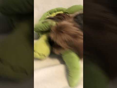YouTube Thumbnail