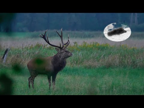 Rothirschjagd während der Brunftzeit #2 Tolle Jagd und 5kg Hirsch auf der Strecke!