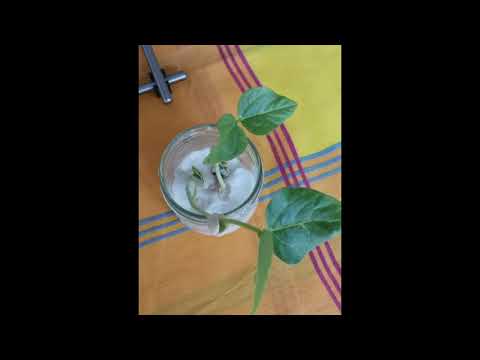 LA GERMINATION DES GRAINES DE HARICOTS CORNILLES . LES DIFFÉRENTES ÉTAPES. L'ÉCOLE À LA MAISON GS