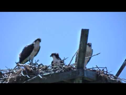 3 Juvenile Ospreys in Oliphant HD