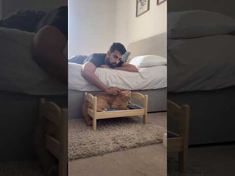 The VIRAL ikea cat bed! #cat