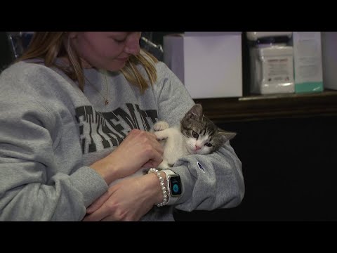 Cats and Tattoos were the talk of the town at an event in Scranton - YouTube
