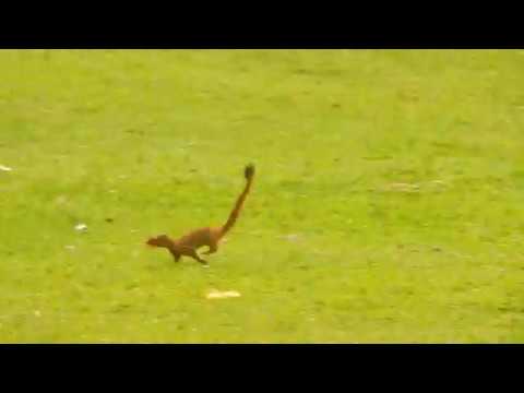 Slender Mongoose