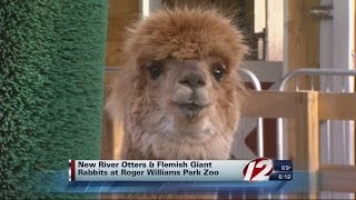 Roger Williams Zoo Welcomes New Animals