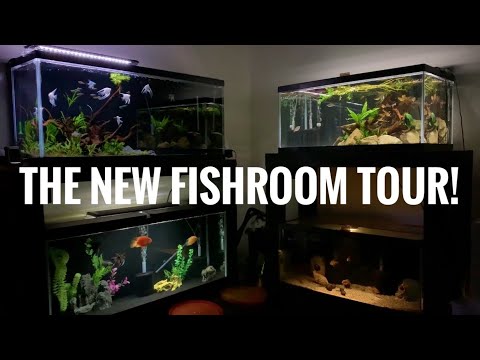MY NEW FISHROOM! | Every Aquarium & Every Fish!