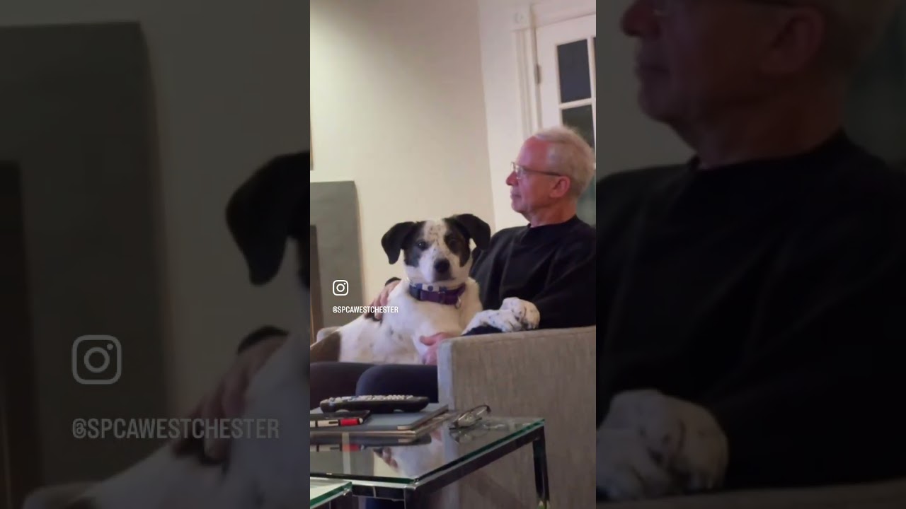 Enlarge Spree - My fee has been sponsored!, a Adoptable mixed breed in Briarcliff Manor, NY video 5/5