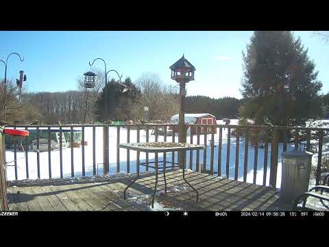 Starlings attacking the suet feeder. Doves lining the railing. Blue jays are so loud! deck trail cam