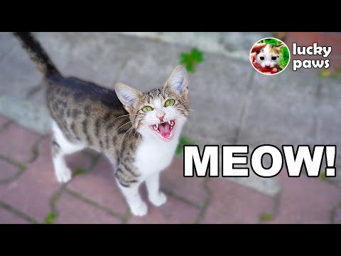 Homeless Cat Persistently Meows Loudly And Asks For Food ( hungry cat meow - cat meow sounds )