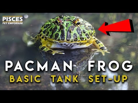 Žaba pacman Cranwellova (Ceratophrys cranwelli) — chov, terárium a starostlivosť