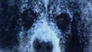 preview picture of video 'Berner Sennenhund im Schnee'