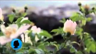 كلمات اغنية سيدنا النبي ايهاب توفيق