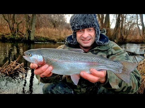 FLYING FISH... They fought, jumping out of the water