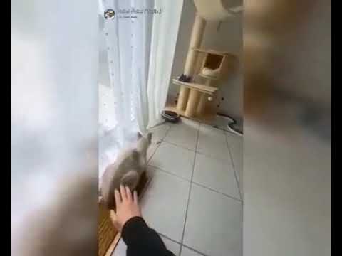 Funny cat||Funny video|Cat|
