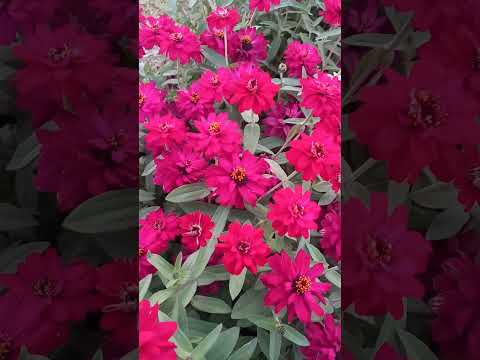 #Dwarf zinnia flowers #my seedlings turn to a bunch of  flowers