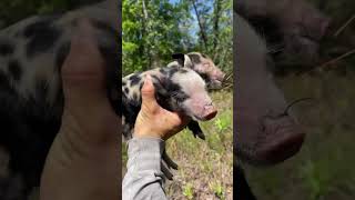 Download lagu Vicious Wild Boar Attack! π. . #wildboar #hog #dangerous #wildlife mp3 Download lagu Vicious Wild Boar Attack! π. . #wildboar #hog #dangerous #wildlife mp3