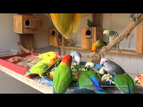 Peach-Faced Lovebirds Aviary - Wednesday, October 20th, 2021