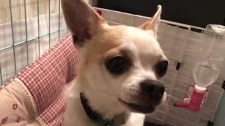 【愛犬】チワワ　2年ぶりの再会に吠えまくり