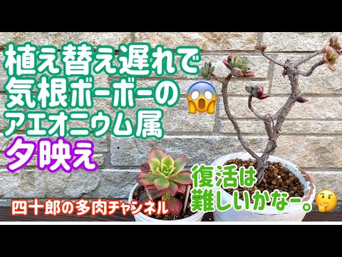 園芸 キウイアエオニウム