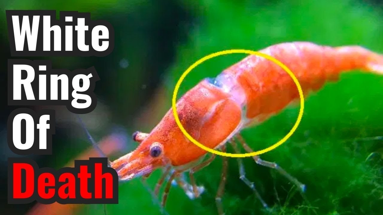 Shrimp's White Ring Of Death