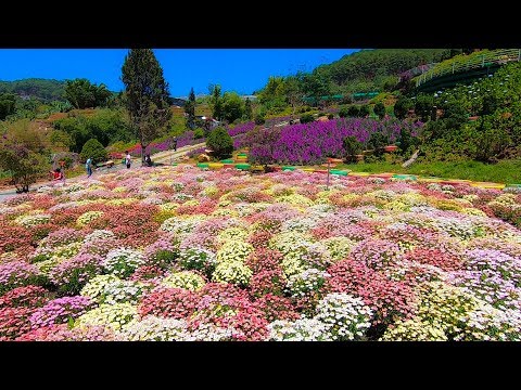 Quê Garden | Thiên đường Hoa check in sống ảo tuyệt đẹp ở đèo Mimosa Đà Lạt