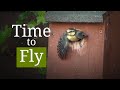 Blue Tit Story 2025 Hatching To Fledging