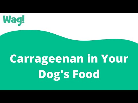 Carrageenan in Your Dog's Food | Wag!