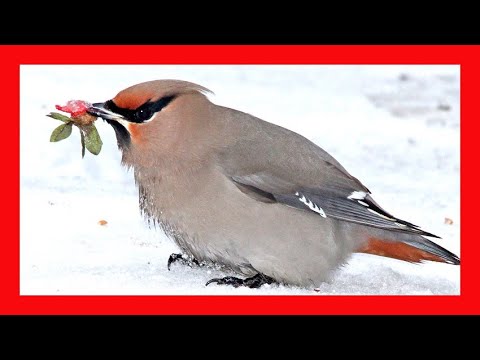 Chochláč severský — spev a volanie Bombycilla garrulus