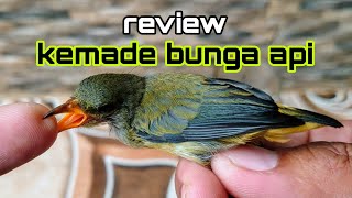 Download lagu REVIEW OF THE FIRE FLOWER KEMADE BIRD | FIRE CHILI | TOLI TOLI | TOLI TOLI GACOR mp3