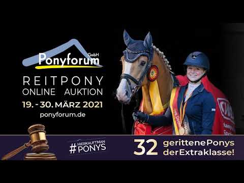 DANCE DE LUXE Hengst * 2014 v. Dance Star AT - FS Champion de Luxe