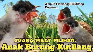 Download lagu PILIHAN,‼️ SUARA PIKAT ANAK BURUNG KUTILANG. SANGAT AMPUH... mp3