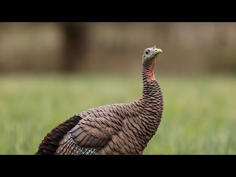 Avian X HDR Hen. Double The Realism & Double The Customization.