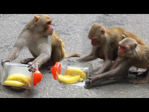 CRAZY Monkeys Mannerism | Funny Monkey Videos | AniMonks