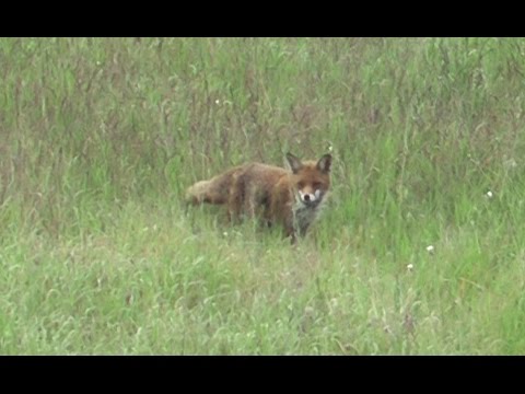 Fox is chasing a hare - Fuchs jagt einen Hasen - slow motion