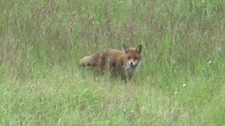 preview picture of video 'Fox hunting mouse, part 3 - jagender Fuchs - slow motion'