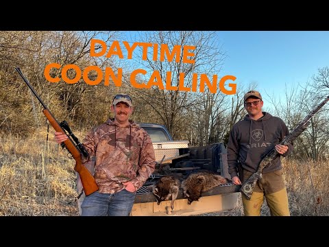 DAYTIME COON CALLING! Nebraska Raccoons Charge the Call!