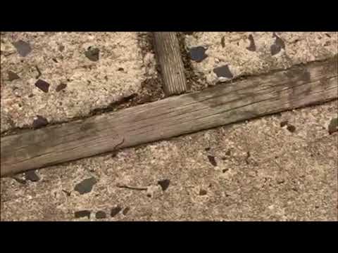 Ants Discovered During Home Protection Plan Inspection