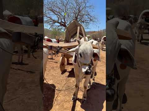2ª carreatas de carros de bois /Lagoa de Dominguinhos. Pindaí-Ba #sertãobaianoéshow