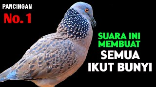 Download lagu Tekukur Gacor Suara Besar Paling Ampuh Untuk Pancingan Dan Pikat Langsung Nyaut mp3 Download lagu Tekukur Gacor Suara Besar Paling Ampuh Untuk Pancingan Dan Pikat Langsung Nyaut mp3