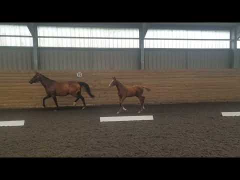 Chinnor: COLORIT Z x EMERALD VAN ´T RUYTERSHOF